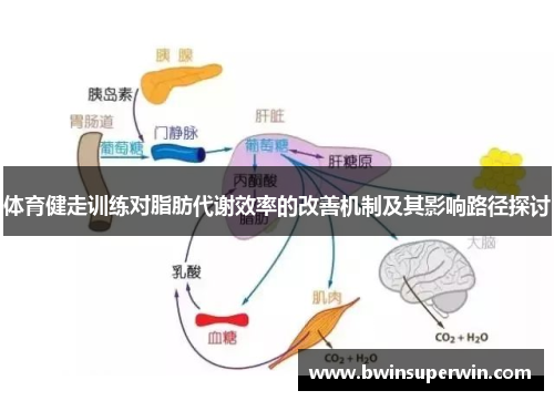 体育健走训练对脂肪代谢效率的改善机制及其影响路径探讨